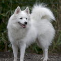 Grote Keeshond, wit