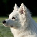 Grote Keeshond, wit