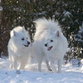 Grote Keeshond, wit