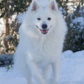 Grote Keeshond, wit