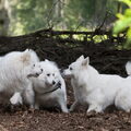 Grote Keeshond, wit