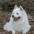 Grote Keeshond, wit