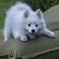 Grote Keeshond, wit