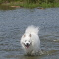 Grote Keeshond, wit