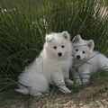 Grote Keeshond, wit