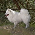 Grote Keeshond, wit