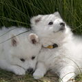Grote Keeshond, wit