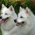 Grote Keeshond, wit