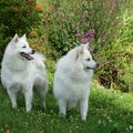 Grote Keeshond, wit