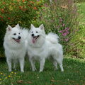 Grote Keeshond, wit