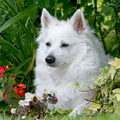 Grote Keeshond, wit