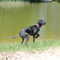 Duitse Staande Hond, Korthaar