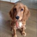Engelse Cocker Spaniel