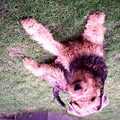 Airedale Terrier