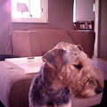 Airedale Terrier