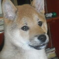 Shiba Inu
