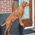 Duitse Pinscher