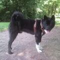 Akita
