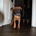 Boxer