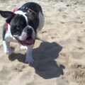Old English Bulldog
