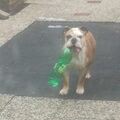 Old English Bulldog