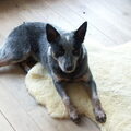 Australian Cattle Dog