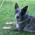 Australian Cattle Dog
