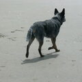 Australian Cattle Dog