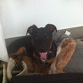 Dwergpinscher