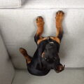 Dwergpinscher