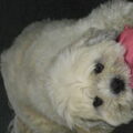 Lhasa Apso