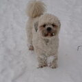 Lhasa Apso