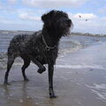 Duitse Staande Hond, Draadhaar