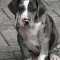 Duitse Dog