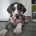 Duitse Dog