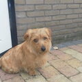 Norfolk Terrier