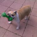 Old English Bulldog
