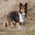 Border Collie