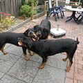 Rottweiler