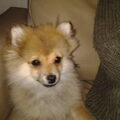 Keeshond, Dwerg
