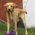 Labrador Retriever