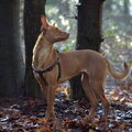 Podenco Andaluz