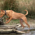 Podenco Andaluz