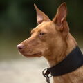 Podenco Andaluz