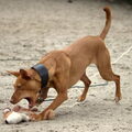 Podenco Andaluz