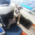 Wij gaan regelmatig het water op!
Met kruiser, speedboot etc..
Tetje vindt het wetsuit heerlijk liggen, en als ik wakeboard gaat ze gewoon mee (in de speedboot dan;-))