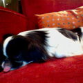 Japanse Spaniel