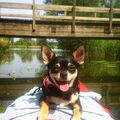 Chihuahua, korthaar