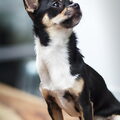 Chihuahua, korthaar