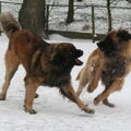 Leonberger